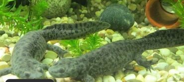 Аквариумы: Мы находимся а Беловодске! Аквариумные рыбки! черепахи тритоны !!!! — 9