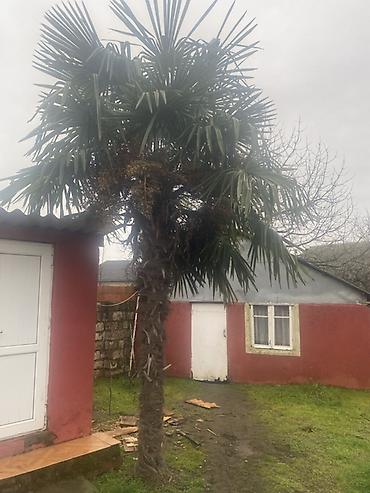 lent gul buketi: Dekorativ palma ağacı – Trachycarpus fortunei (yelpik yarpaqlı — 1