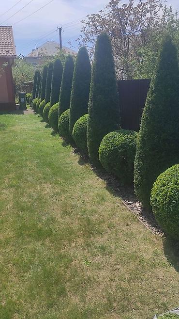 беседка сколько стоит: Туя западная (Thuja occidentalis) для живых изгородей и топиарной — 5