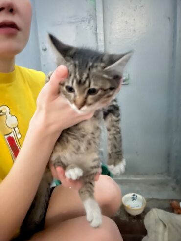 скоттиш страйт шотландская прямоухая кошка: Кошка даром: Беспородная, 1 месяц, Девочка