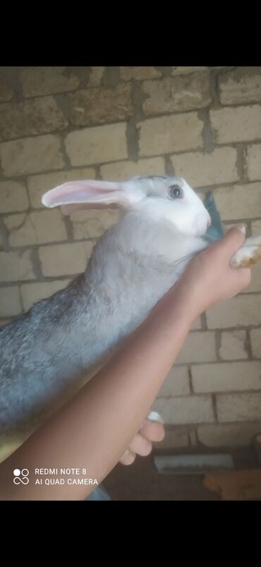 kaliforniya dovşan: Cute hazir erkeydi. Gozleri mavidi. Chox qesheng heyvandi. Satishda
