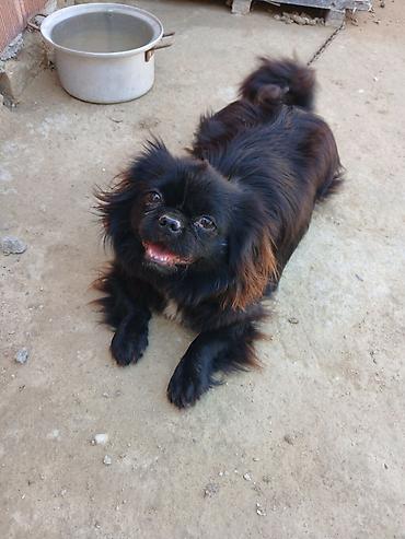 İtlər: Pekines -da lalafo.az — 8 İtlər: Pekines — 8