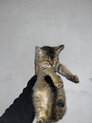 ххх кот: Британская короткошёрстная, 1 месяц, Мальчик — 2