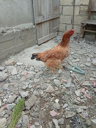 Heyratı satılır