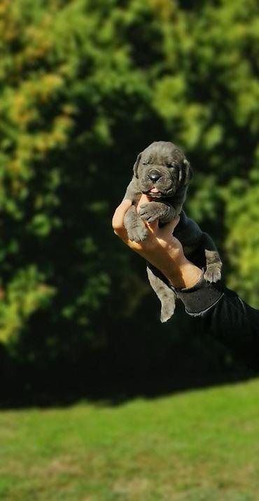 prodaja kane korso cena: Ako tražite vernog člana porodice, obratite se nama i postanite — 7