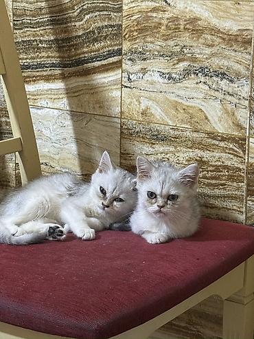 şinşilla pisik: Şinşilla — 1