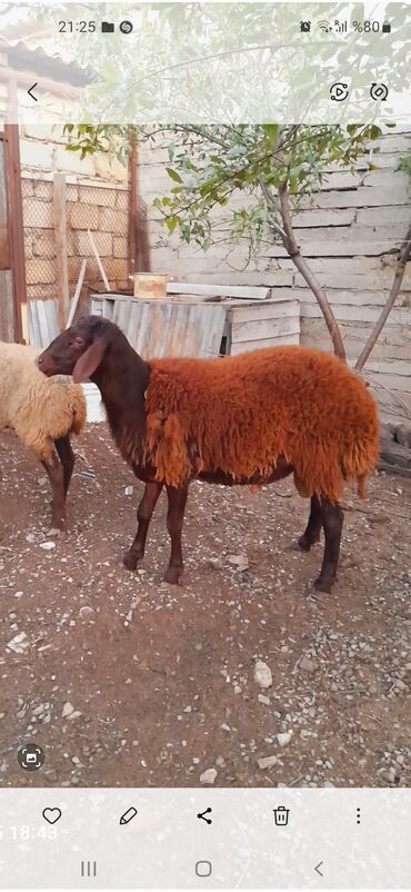 inək südsağan aparat: Qoyunlar – 2 baş - Cins/Tip: Yerli qaragüləoxşar tiplər (uzunqulaq