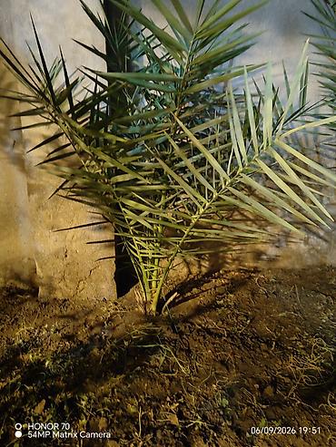 şaxta gülü bitkisi: Xurma palması fidanları - Növ: Xurma (Phoenix dactylifera tipli — 3