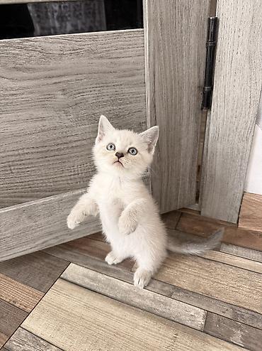 вислаухая кошка: Шотландский короткошёрстный котёнок, В Оше срочно ‼️ окрас крем-пойнт — 1