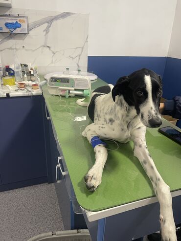 Услуги ветеринара: Ветеринарная клиника 🐱🐶🐏 Лечение домашних животных 🩹🩺 - Хирургическое — 1