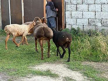 Баран, овца: Продаю | Баран (самец) | Гиссарская, Арашан, Полукровка | Для разведения | Осеменитель, Племенные — 17