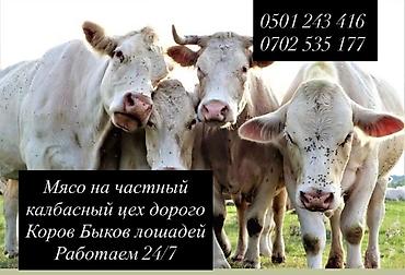 ит итер ош: Колбасный цех : Коровы, быки, | Круглосуточно — 1