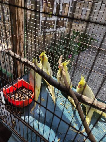 Tutuquşları: Korella 40-70 azn əl quslari bala hazir quslar tutuqusu quslar papuqay — 7