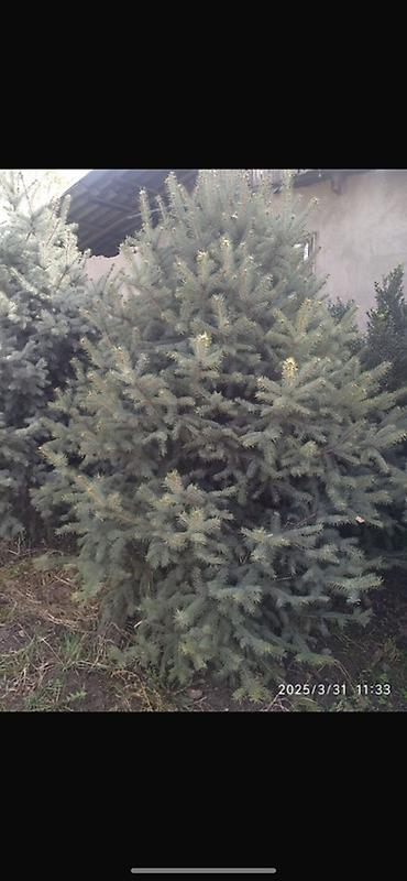 уй емерек: Ель колючая (Picea pungens, голубая ель) — саженцы разных размеров. - — 3