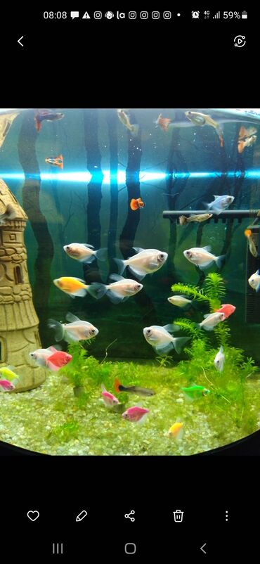 корм для собак баку: Ternesiya balığı, Sülhsevər, Pulsuz çatdırılma