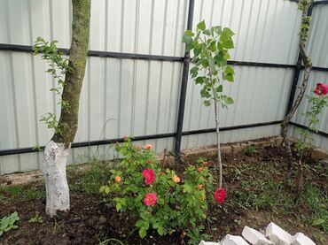 Bağ evlərinin kirayəsi: 40 kv. m, 2 otaqlı, Hovuzsuz, Kanalizasiya, İşıq, Qaz — 11