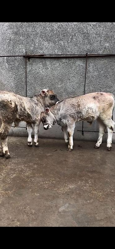 Dana, buzov: Məhsul: Dana balaları (2 baş) Xüsusiyyətlər: - Cins tipi: yerli -da lalafo.az — 4 Dana, buzov: Məhsul: Dana balaları (2 baş) Xüsusiyyətlər: - Cins tipi: yerli — 4
