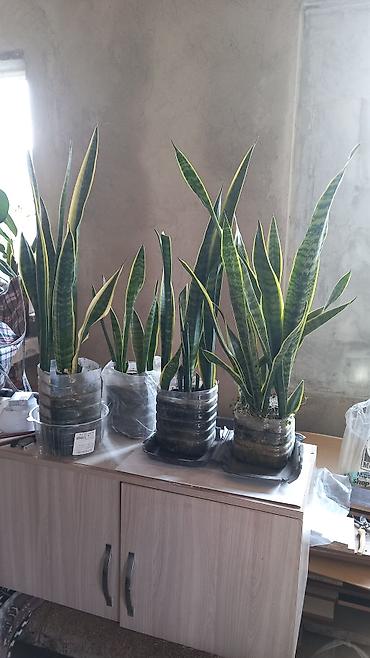 Другие комнатные растения: Сенсивьерия (Тещин язык) . Неприхотливый цветок. Растёт на солнце и в — 2