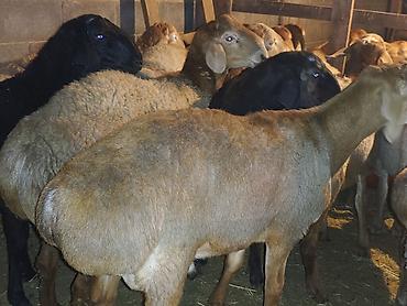 купить бенгальскую кошку: Продаю | Баран (самец) | Арашан | На забой — 3