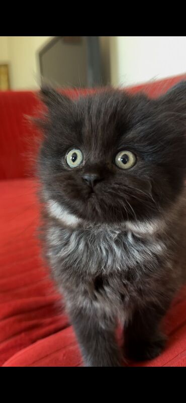 british cat: Təmiz qan şotland pişiklər
