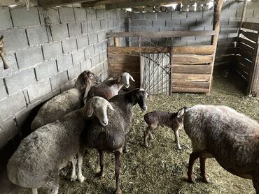 Бараны, овцы: Продаю | Овца (самка) | Полукровка | Для разведения | Ягнившаяся