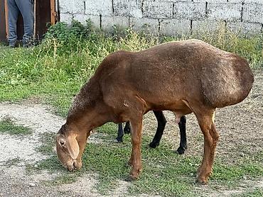 Баран, овца: Продаю | Баран (самец) | Гиссарская, Арашан, Полукровка | Для разведения | Осеменитель, Племенные — 9