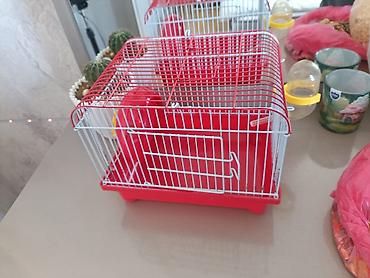 hamster satış: Hamsterler üçün qəfəs və aksesuar dəsti + yem — 2