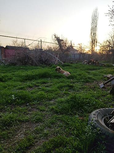 80: 15 соток, Для бизнеса, Красная книга — 6