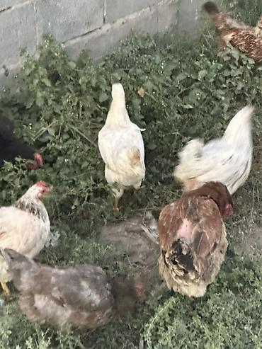 корова алато: Продаю | Куры | Домашняя | Для разведения — 3