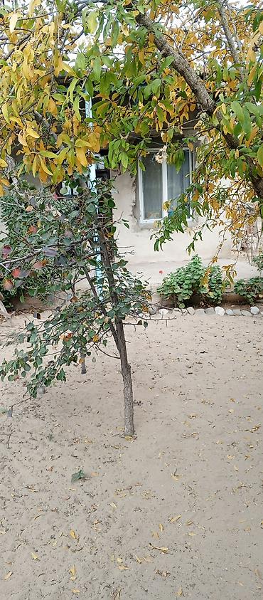 yeni güneşlide: 2 sot, Kənd təsərrüfatı, Mülkiyyətçi, Kupça (Çıxarış) — 4