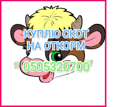 баран на продажу: Куплю | Коровы, быки | На откорм