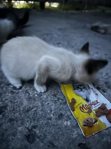 black cat: Котёнок с колор-пойнт окрасом (светлое тело, тёмные ушки, хвост и — 4