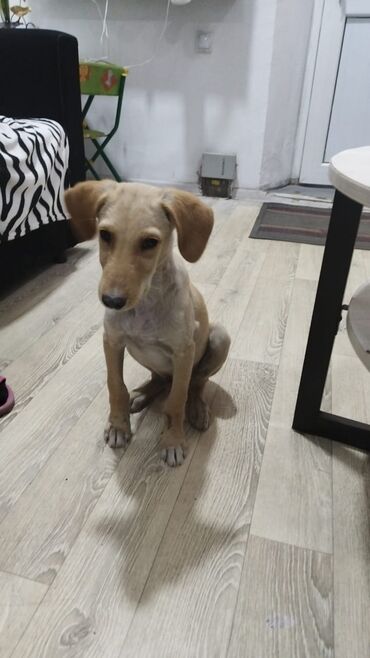 акустические системы best core колонка в виде собак: Отдам собачку в добрые руки 🐶💛 Ищем заботливых хозяев для милой