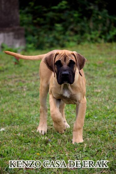 Psi: Štenci Presa Canario, ostenjeni 24.5.2023 godine. Kuba Kira je rođena — 9