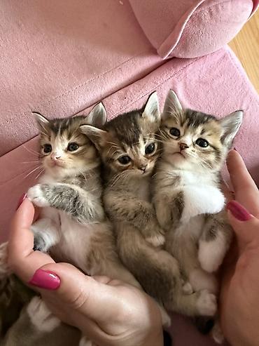 heyvanlara verilən adlar: Ana gold chinchila (long hair) Ata british shorthair 1ay yarimliq — 8