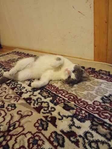 pişik erkək: Dişi