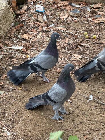 Göyərçinlər: Kəməti göylərdi içində 3 4 dənə əbrəş var. 17-20 tukdulər. kom şəkildə -da lalafo.az — 15 Göyərçinlər: Kəməti göylərdi içində 3 4 dənə əbrəş var. 17-20 tukdulər. kom şəkildə — 15