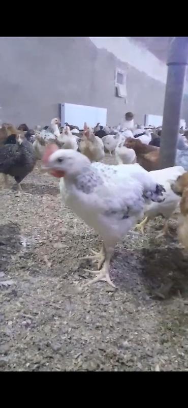 cins atlar: Məhsul: Yerli kənd təsərrüfatı üçün ətlik və yumurtalıq toyuqlar — 2
