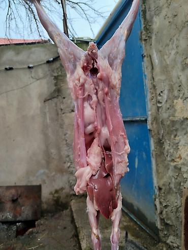 Dovşan: Dovşan əti təmiz hazır 1kq 15₼ diri çəki 1kq 9₼ Əhmədlidədir -da lalafo.az — 25 Dovşan: Dovşan əti təmiz hazır 1kq 15₼ diri çəki 1kq 9₼ Əhmədlidədir — 25