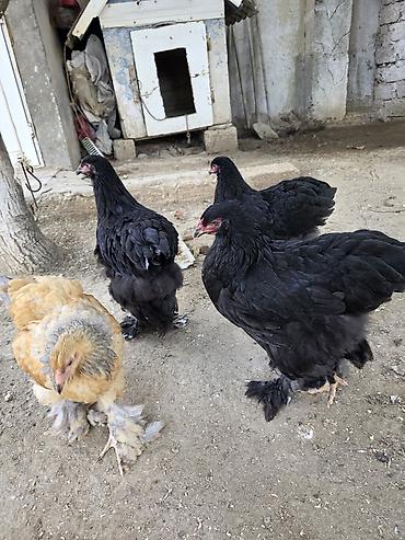 Toyuqlar: Toyuq, Brama, Damazlıq — 3