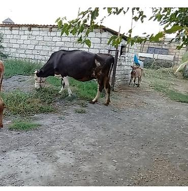 saanen keçisi qiymeti: Dişi, Simental, il: 3, 500 kq, Damazlıq, Ünvandan götürmə — 6