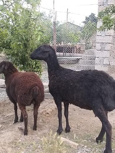 balın kilosu: Dişi, il: 1, Damazlıq, Ünvandan götürmə — 5