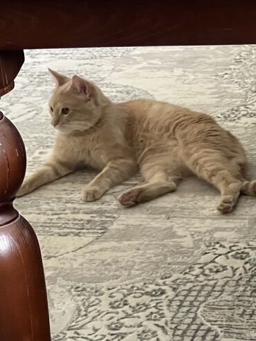 Отдам даром кошку: Кошка даром: Беспородная, 11 месяцев, Мальчик, Кастрирована, Приучена к лотку, Проглистована — 8