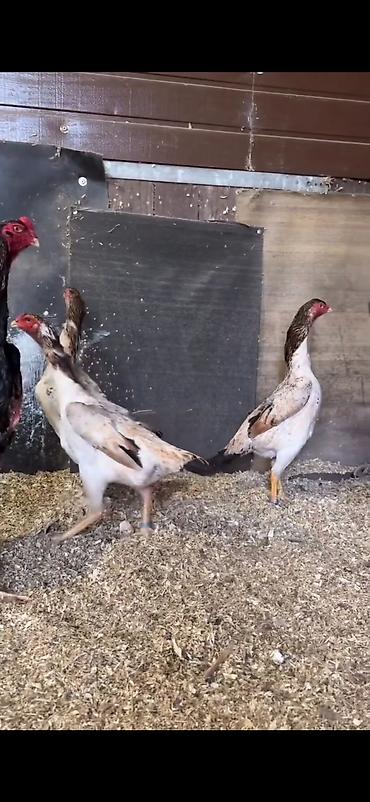 Toyuqlar: Toyuq, Damazlıq — 8