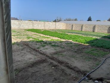 Torpaq sahələrinin satışı: Kənd təsərrüfatı — 10