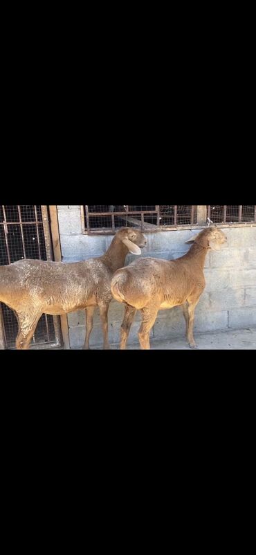 кочкор продаю: Сатам | Козу | Арашан | Көбөйтүү үчүн | Токту