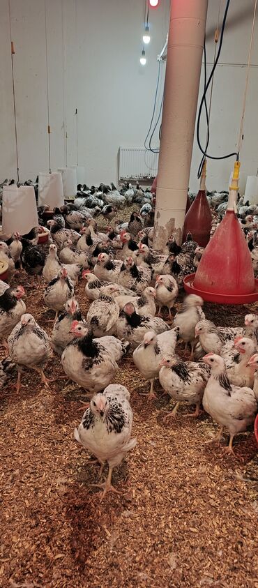 Toyuqlar: Toyuq, Broyler, Ətlik -da lalafo.az — 3 Toyuqlar: Toyuq, Broyler, Ətlik — 3