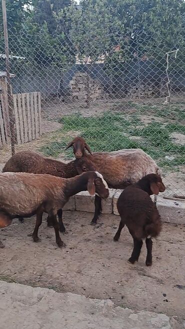 heyvanlara verilen adlar: Dişi, Qala, il: 1, 55 kq, Damazlıq, Ünvandan götürmə