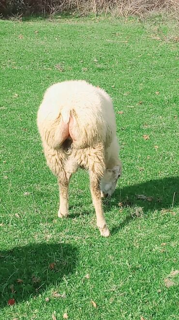 Qoyunlar, qoçlar: Dişi, il: 2, Damazlıq, Ünvandan götürmə — 9