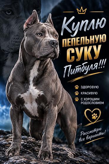 заводчики собак: Куплю чисто Пепельную суку Питбуля!! — 1